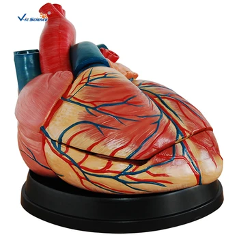 Naujo stiliaus Jumbo širdies anatominis medicinos modelis