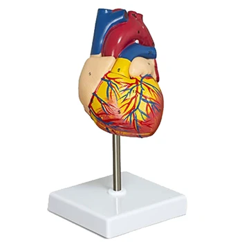 Širdies modelis 2 dalių prabangaus gyvenimo dydžio žmogaus širdies modelio anatomija su 34 anatominėmis struktūromis, anatominė širdis